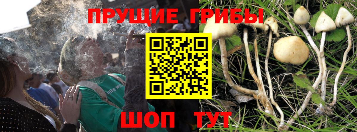 Галлюциногенные грибы GOLDEN TEACHER Грозный